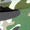 Green Camo Kart